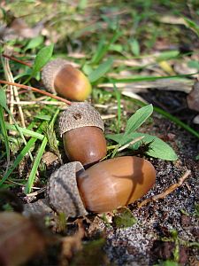 eikel